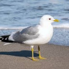 Mewaa