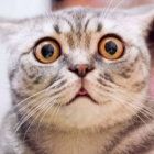 gorzkaczekoladka123456789