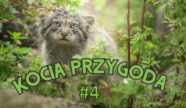 Kocia Przygoda #4! (KONIEC)