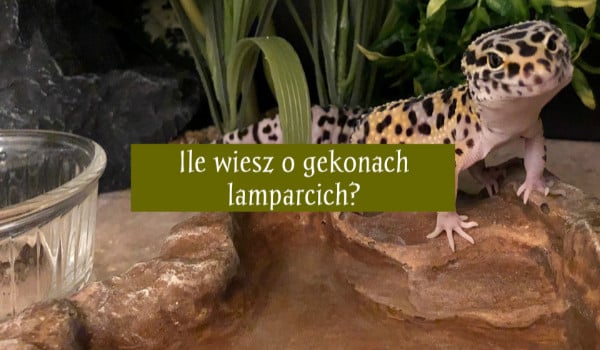 Test wiedzy o gekonach lamparcich!