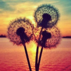 _d.o.m.i.n.i.k.a_