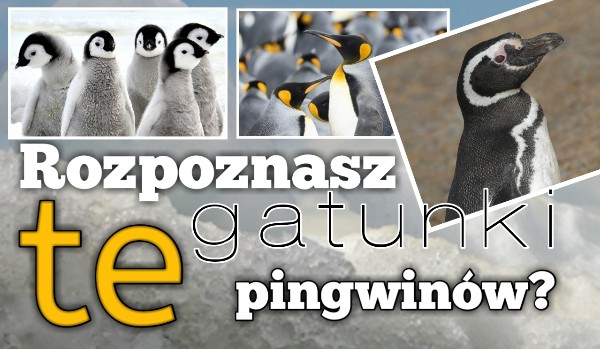 Czy rozpoznasz te gatunki pingwinów?