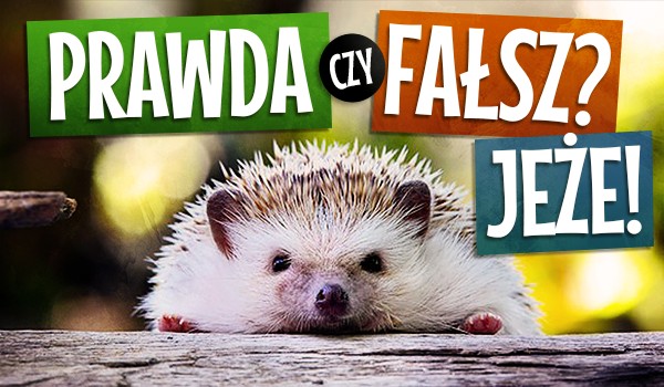 Prawda czy fałsz? Jeże!