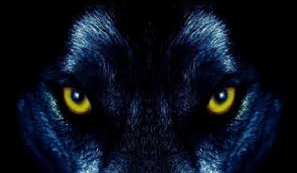 Zwierzęta czy zgadniesz czy to…