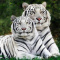 a.animalss._