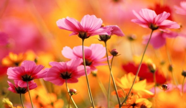Czy rozpoznasz słowo „kwiaty” w 15 językach?