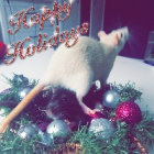 to_Anastasia