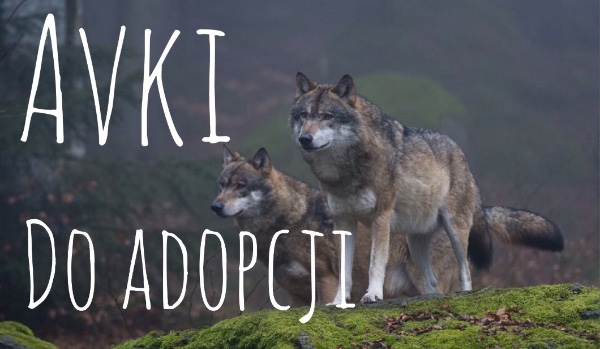 Avki do wzięcia! 2#
