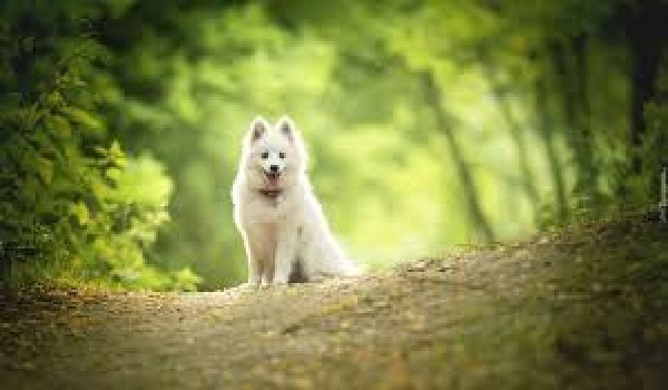 Jaki jest twój pies?