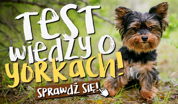 Test wiedzy o yorkach!