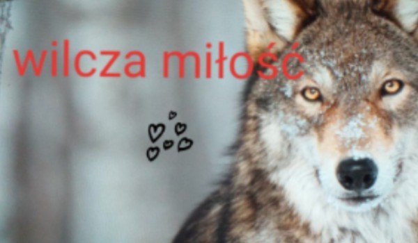 Wilcza miłość #1