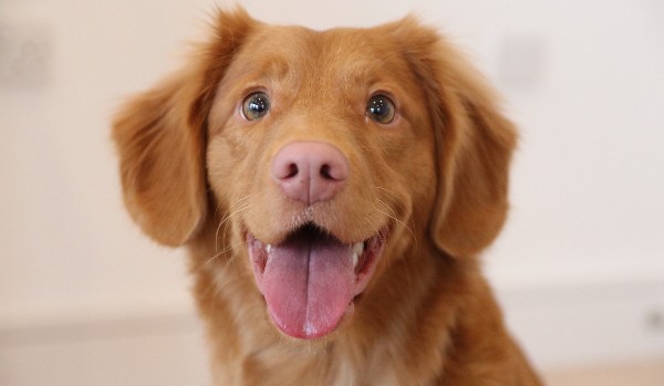 Jak dobrze znasz @Roxane6?