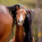 KoniaraPatrycjaPatyczak