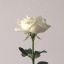 White_Roses