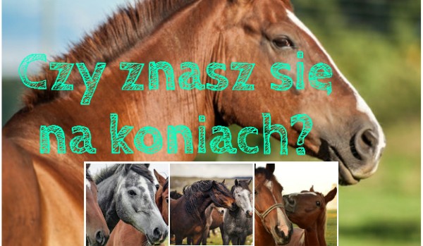 Co wiesz o koniach?