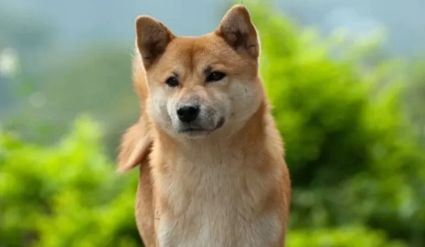 Czy rozpoznasz 14 azjatyckich ras psów?