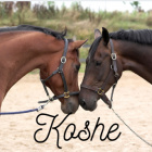 Koshe