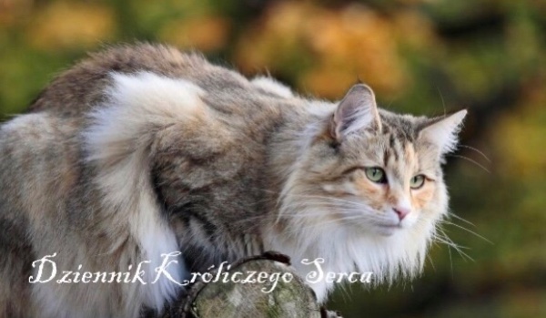 Dziennik Króliczego Serca #3