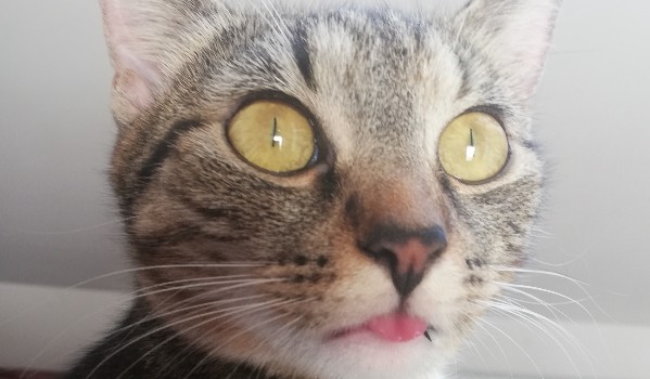 Quiz dla kacpirka lox #2