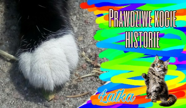 Prawdziwe kocie historie #7