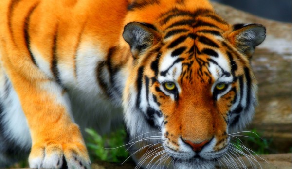 Jakim gatunkiem tygrysa jesteś?