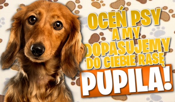 Oceń psy, a my dopasujemy do Ciebie rasę pupila!