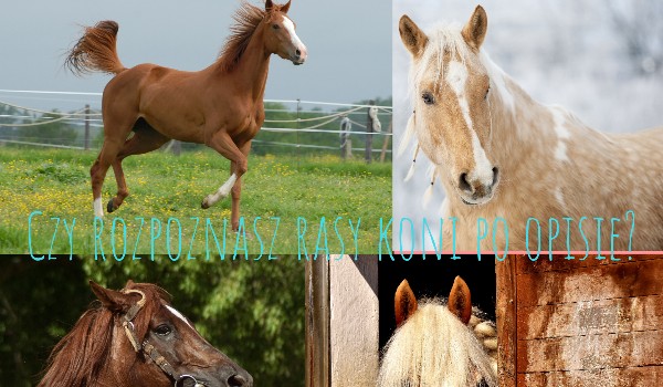 Czy rozpoznasz rasy koni po opisie?