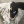 Xx_Warrios_Cats.PL_xX