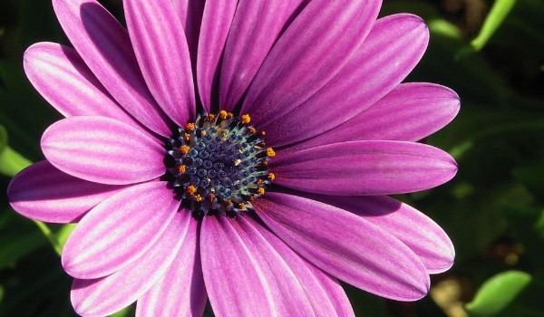 supa strikas cz.3 kosmos