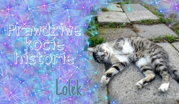 Prawdziwe kocie historie #4