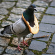 Golebica