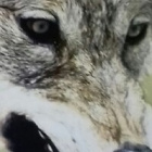 PredatorGood