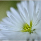 Marguerite.pl