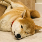 ShibaInu
