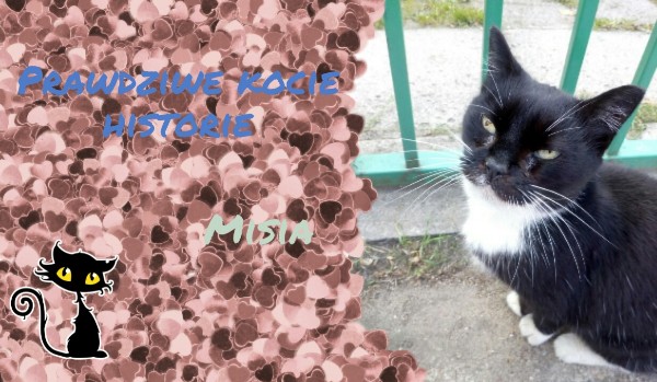 Prawdziwe kocie historie #1