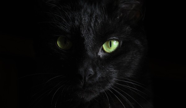 Wojownicy Fanfik cz.4