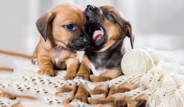 Zgadnij jaki to pies