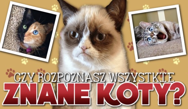 Czy uda Ci się rozpoznać wszystkie znane koty?