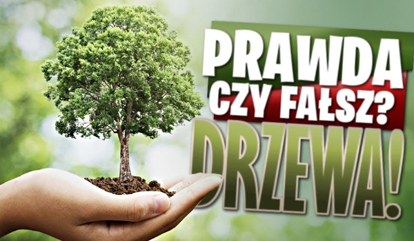 Prawda czy fałsz? Drzewa!