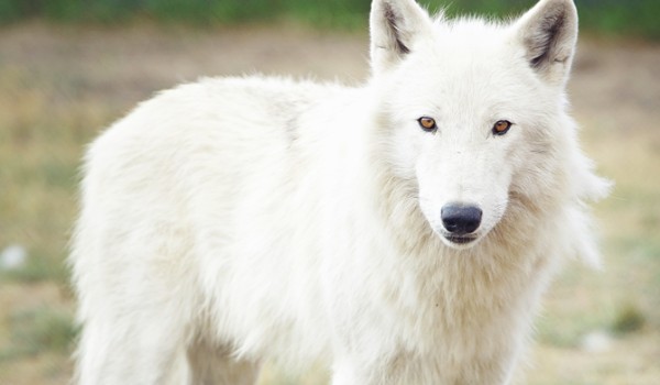 Twoja wlicza przygoda #2