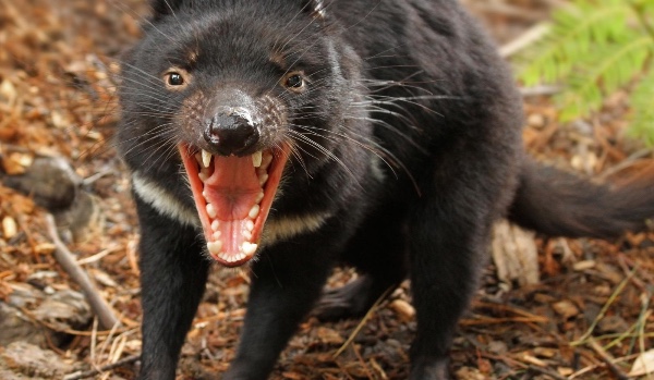 Najlepszy quiz w polsce