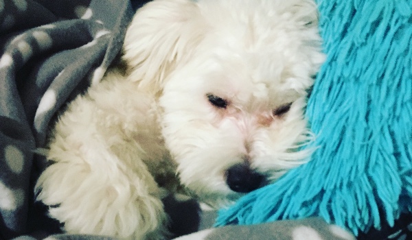 Test wiedzy o maltańczykach