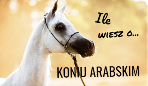 Ile wiesz o… #2 koniu arabskim