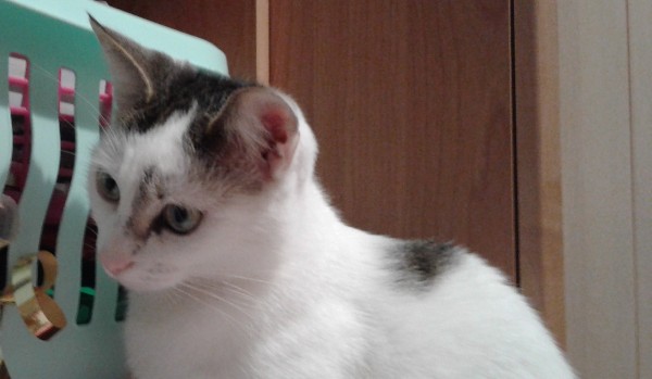 Gdzie gra ten piłkarz? cz.2