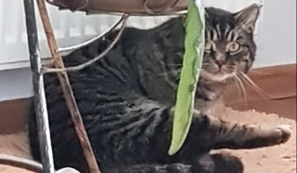 Memy – Rosyjskie i inne