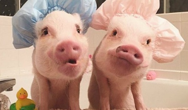 Jaka świnia jesteś