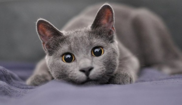 Dowody na to, że koty są lepsze od psów! #2