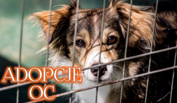 Adopcje oc #pierwsze koty…
