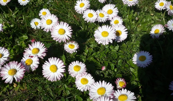 Test z lektury ,,Katarynka”