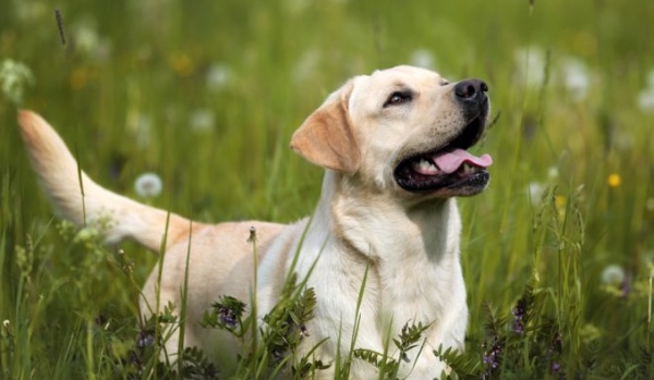 Test wiedzy „Labrador retriver”